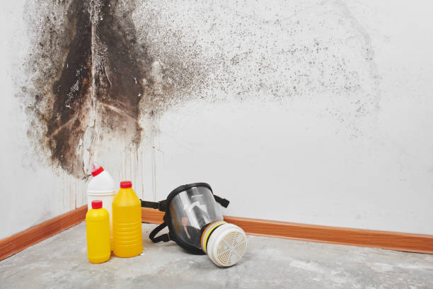 Best Industrial Mold Remediation  in USA