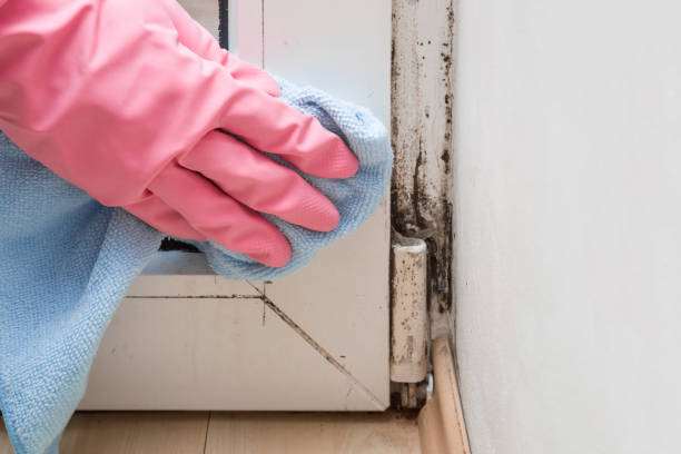 Mold Remediation